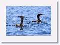 Day3-AM-LasAnimas - 095 * Double-crested Cormorants. * Double-crested Cormorants.